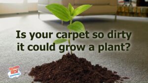 is your carpet so dirty it ccould grow a plant?